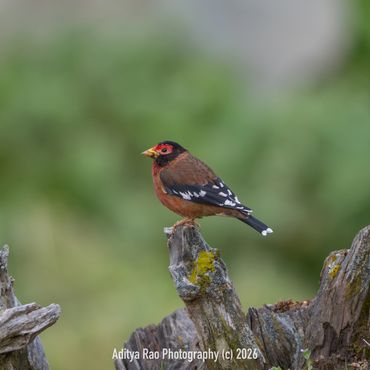 Spectacled Finch