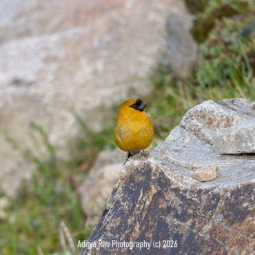 Orange Bullfinch