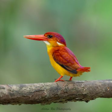 Rufous-backed Dwarf Kingfisher, East Java
