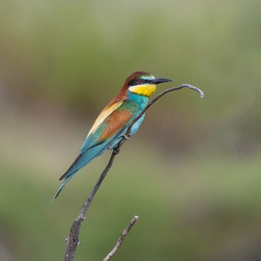 European Bee-eater