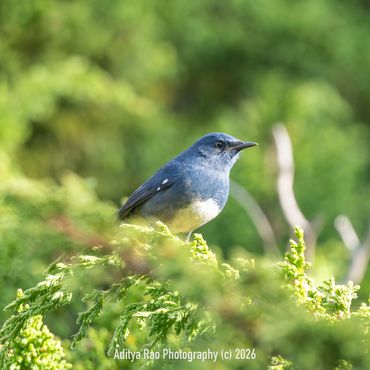 White-bellied Redstart