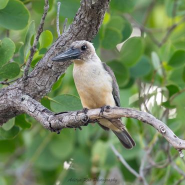 Great-billed Kingfisher, Sulawesi