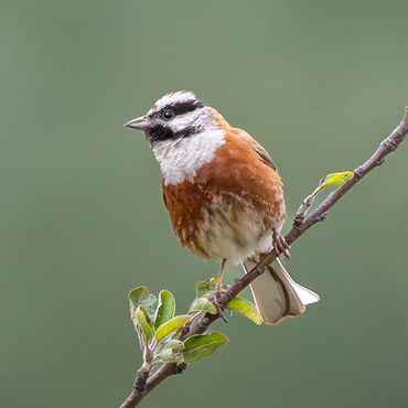 White-capped Bunting 