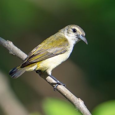 Andaman Flowerpecker
