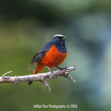 White-capped Redstart