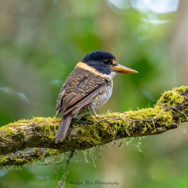 Scaly-breasted Kingfisher, Sulawesi