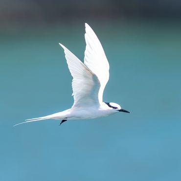Black-naped Tern