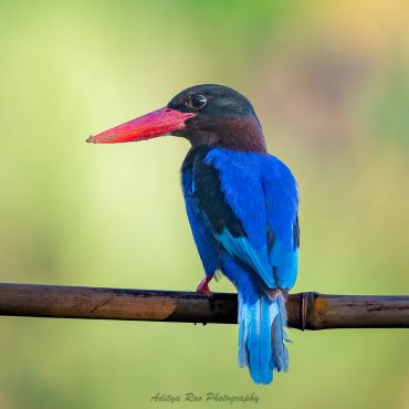 Javan Kingfisher