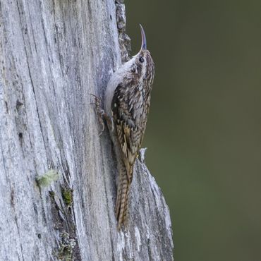 Bar-tailed Treecreeper
