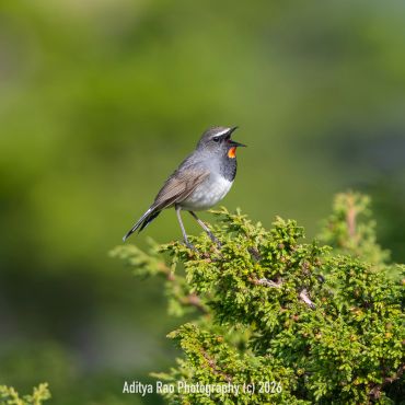 Himalayan Rubythroat