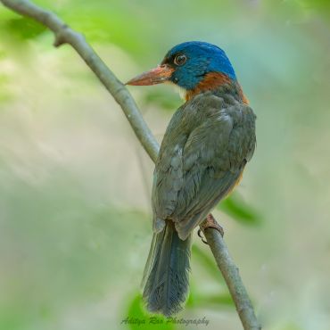 Green-backed Kingfisher, Sulawesi
