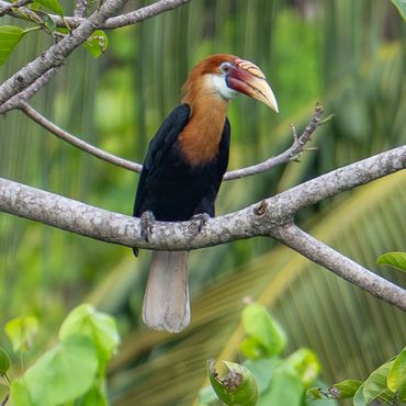 Narcondam Hornbill