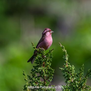 Pink-browed Rosefinch