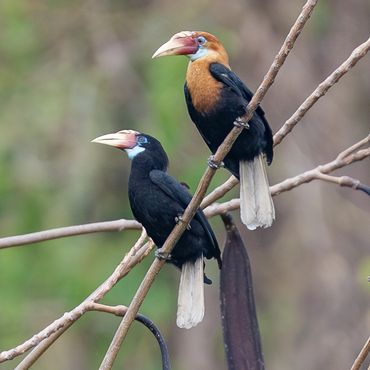 Narcondam Hornbill