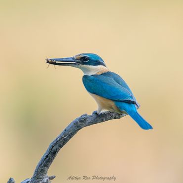 Sacred Kingfisher, East Java