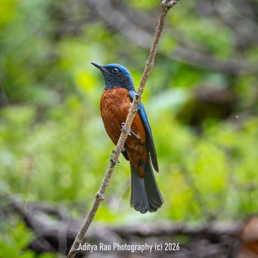 Chestnut-bellied Rock Thrush