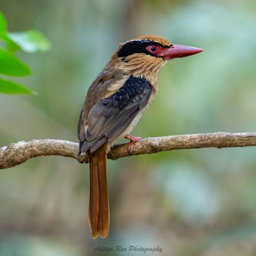 Sulawesi Lilac Kingfisher, Sulawesi