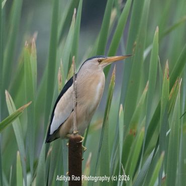 Little Bittern