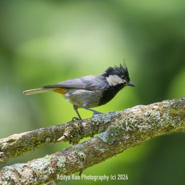Rufous-naped Tit