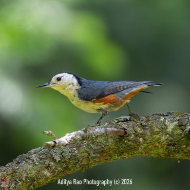 White-cheeked Nuthatch