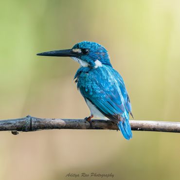 Celurian Kingfisher, East J