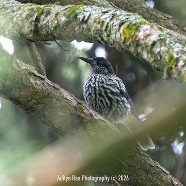 Kashmir Nutcracker