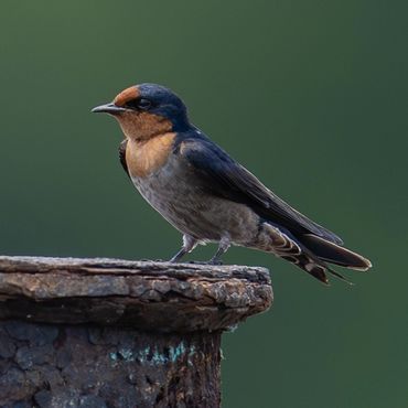 Pacific Swallow