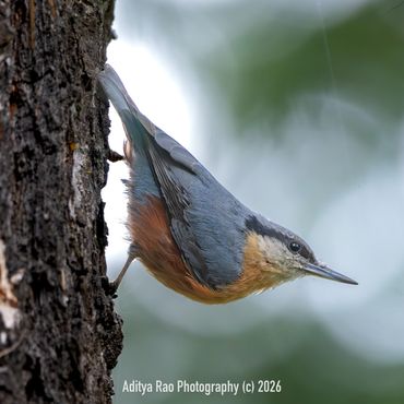 Kashmir Nuthatch