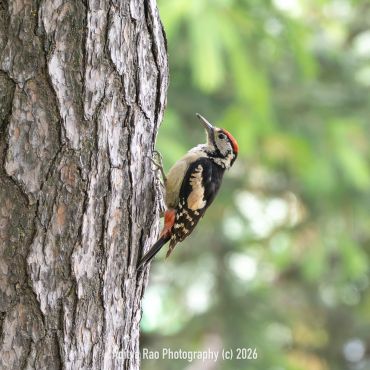 Himalayan Woodpecker