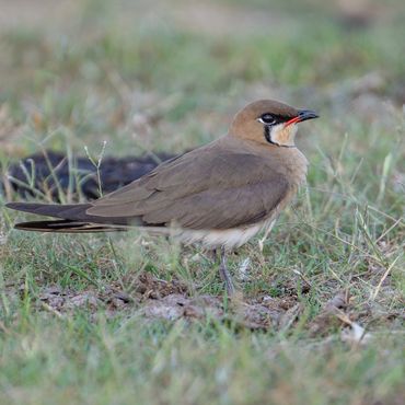 Oriental Pratincole