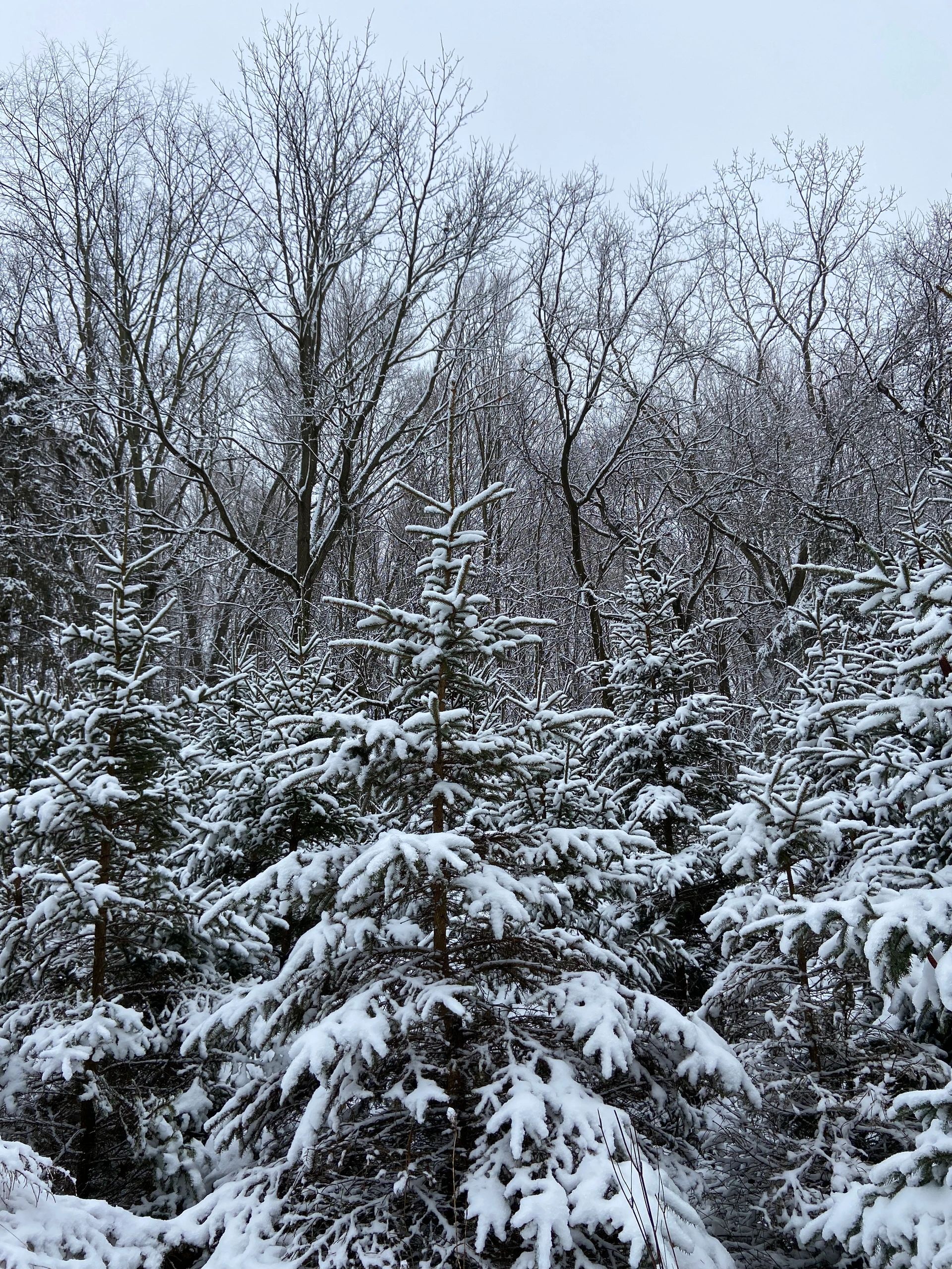 Hoppe's Xmas Trees Natural Christmas Trees Grass Lake, Michigan