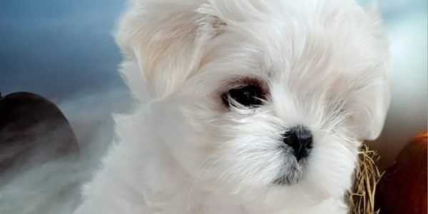 Maltese puppy