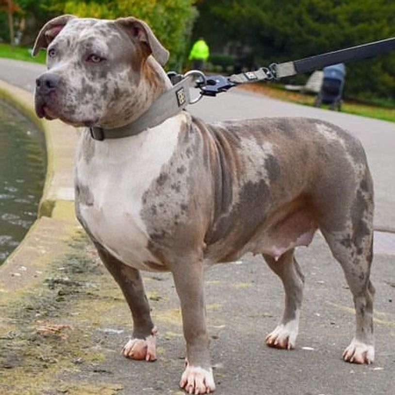 MBKENNELS - Nova