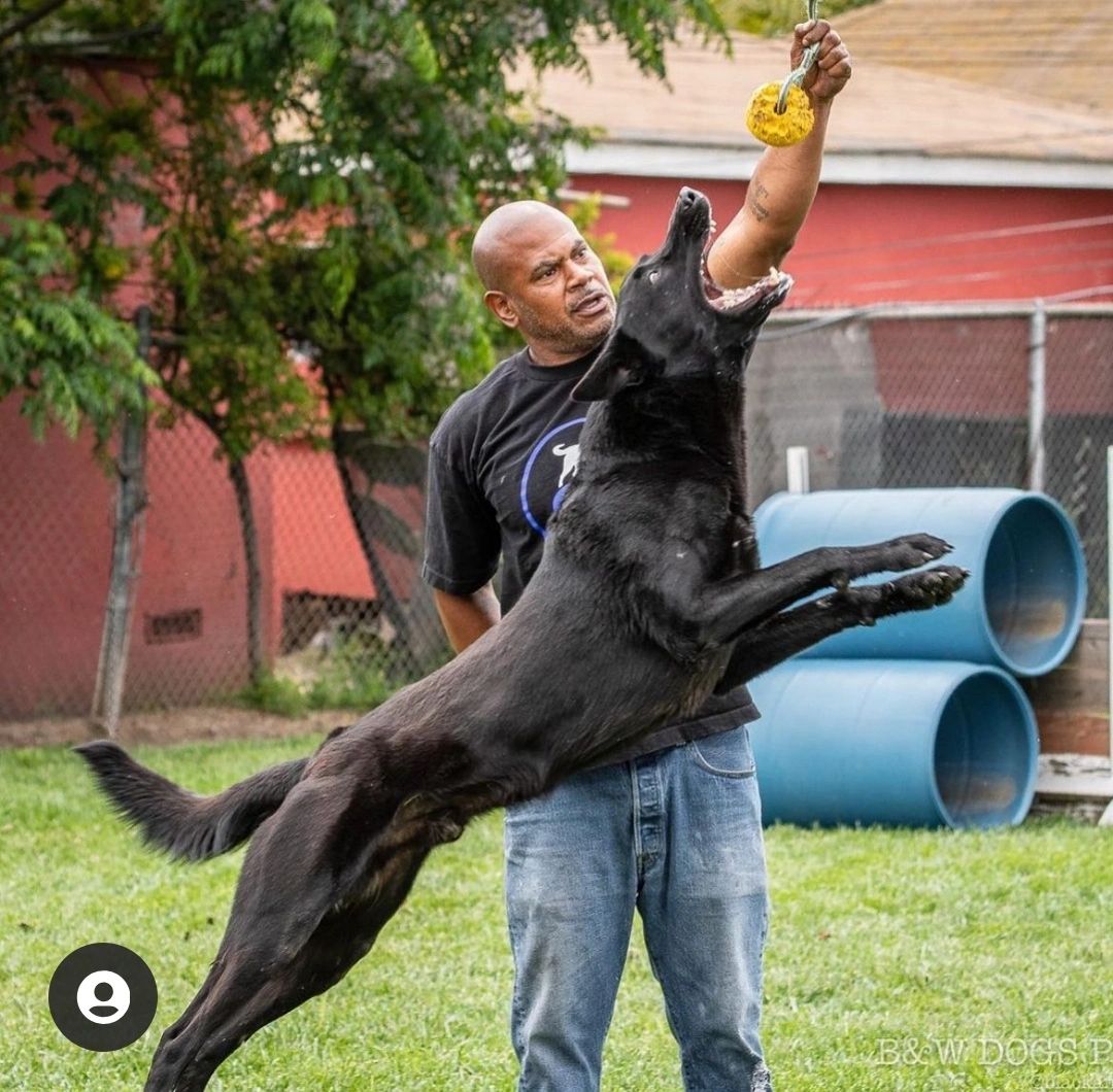 A trainer holding a toy above a dog and the dog reaching out for it
