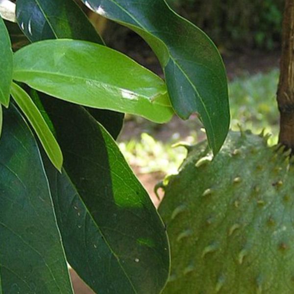 soursop. organic soursop