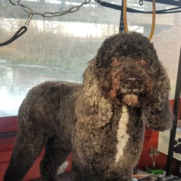 Dog on grooming bench by canine canalside 