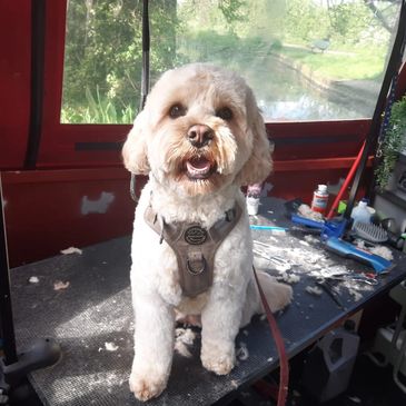 A fluffy dog sitting on a grooming table.