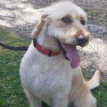 Happy light-coloured dog with a red collar sitting outside.