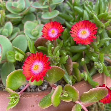 Ice plant, Delosperma. Hardy bee friendly succulent. Sedum ‘Lime Zinger’.