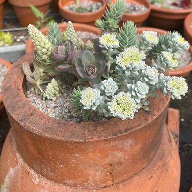 Purple and silver tones mid May contrast well with vintage terracotta. Sedum ‘Cape Blanco’.