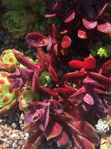 Sedum foliage ‘Cherry Tart’. 