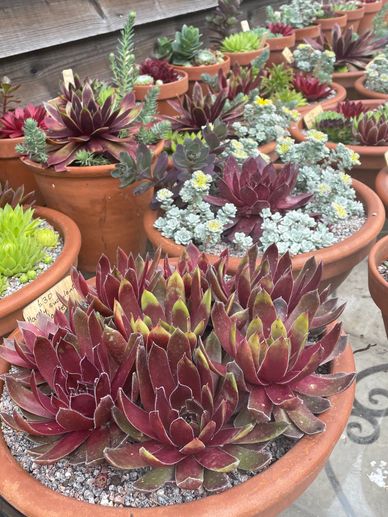 Hardy succulent bowls planted with cold hardy succulents. Sempervivums and sedums.