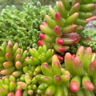 Jelly bean sedum