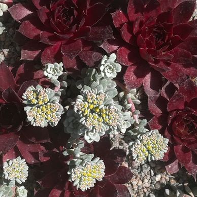 Colour contrasting hardy succulents, vintage planter.