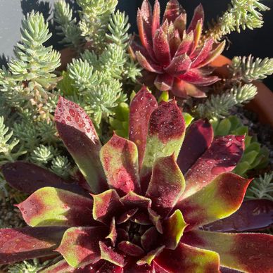 Sempervivum and sedum. Cranberry Cocktail Sedum ‘Blue Cushion’