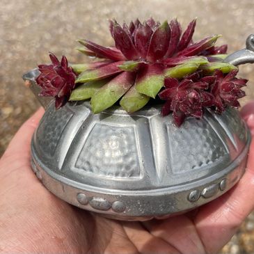 Vintage metal teapot planter, sempervivums in vintage pots.