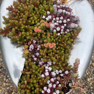 Planting a bedpan. Vintage planting. Succulent planting. Sedum planting ideas.