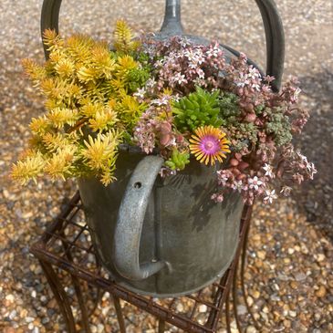 Vintage watering can planted. Vintage container garden.
