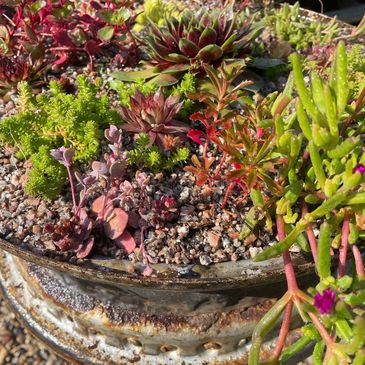 Succulent planting ideas. Vintage planter. Planting tyres. Quirky succulent planters.