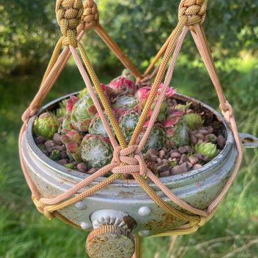 Sempervivum hanging basket. Ideas for unusual hanging baskets. Vintage style planting succulents.